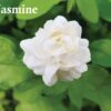 Sapphire's Choice - La Vie Est Belle Inspired Alternative Perfume Oil | Vanilla and Pear Fragrance | Women's La Vita Bella 8ml | Made in UK
