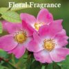 Sapphire’s choice - Berries Weekend Pink Edition | Berries Weekend + Deodorant Spray 50ml Eau De Parfum for Women 100ml | Iris, Peach and Floral Fragrance Perfume | Berries Weekend Perfume for Women