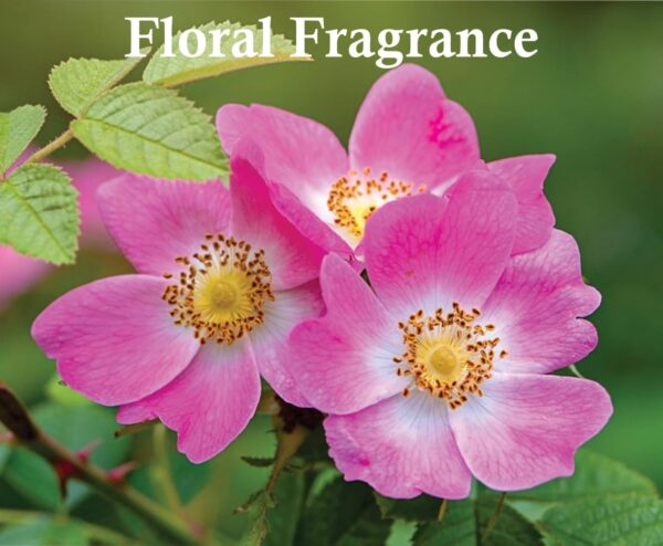 Sapphire’s choice - Berries Weekend Pink Edition | Berries Weekend + Deodorant Spray 50ml Eau De Parfum for Women 100ml | Iris, Peach and Floral Fragrance Perfume | Berries Weekend Perfume for Women