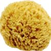 Unbleached Honeycomb Natural Sea Sponge - 100% Natural, Organic, Strong, Durable, Hypoallergenic -for Children and Adults - Used in Bath, Shower, Cleansing, Exfoliating, Art, Pets, Gift (Small)